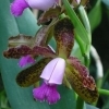 Cattleya guttata 'Leopoldii' -- epiphytische Orchidee